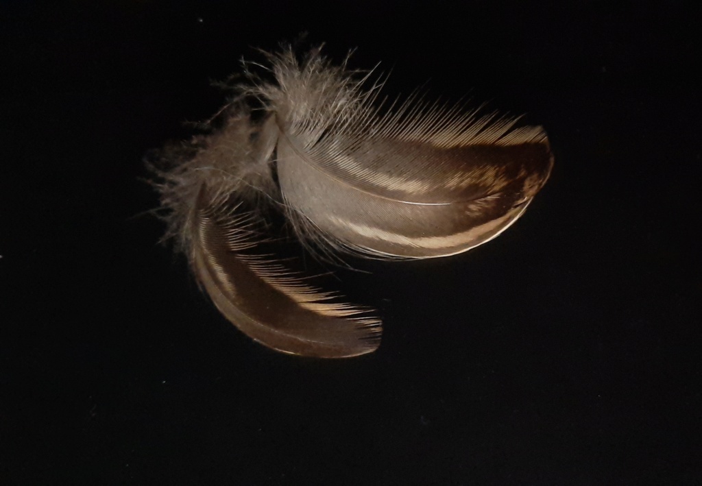 [Colvert femelle]Identification de plumes 20210311
