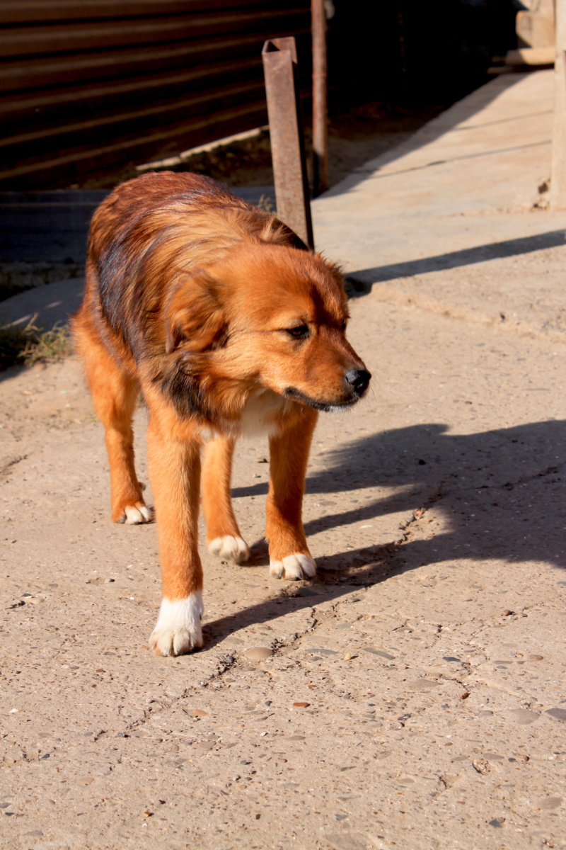 HARUKI/MALE/NE VERS MARS 2021/TAILLE moyenne  ADULTE  Haruki15