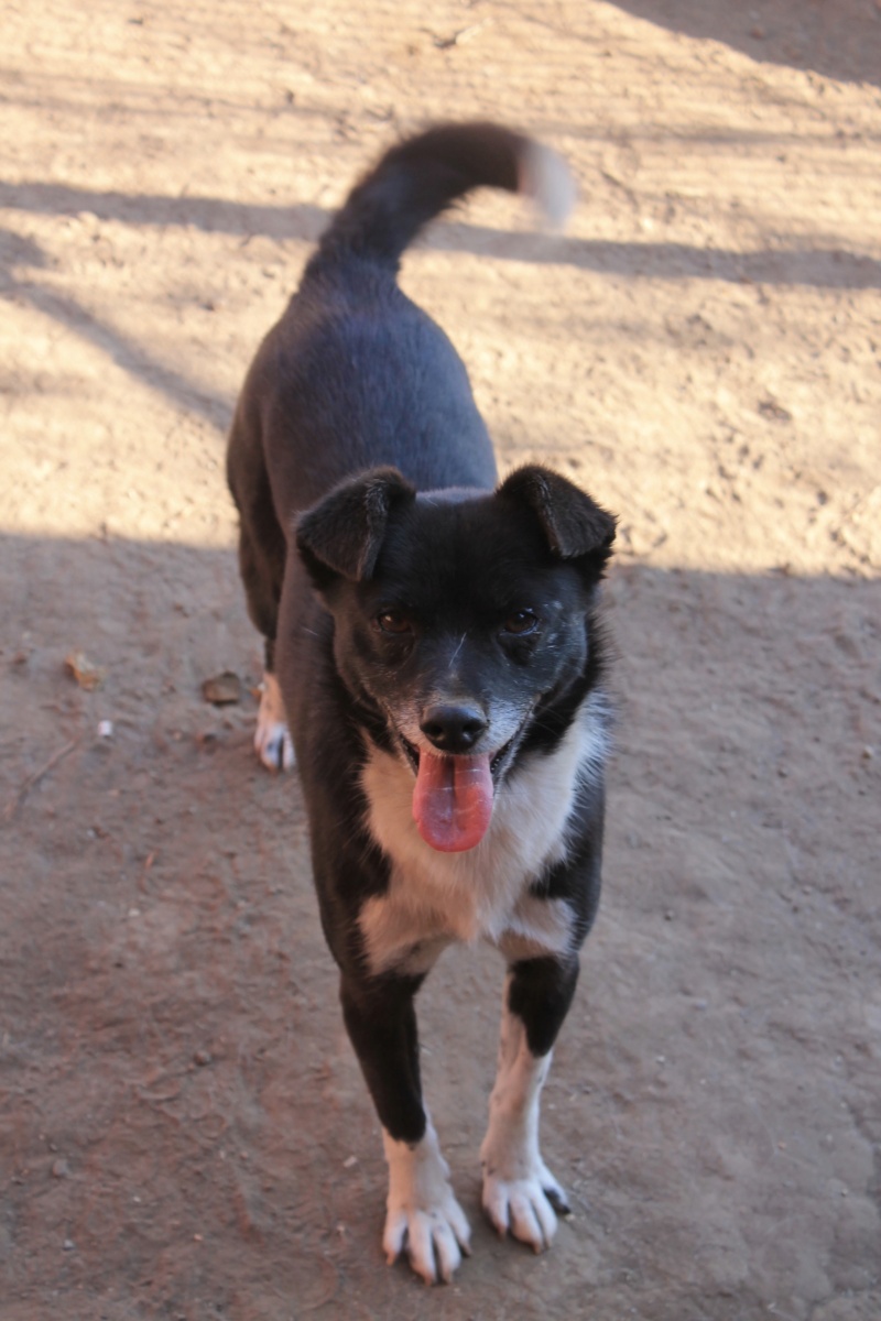 OSCAR/MALE /NE EN 2010/taille petite en fa sur metz dès le 4 décembre Oscar410