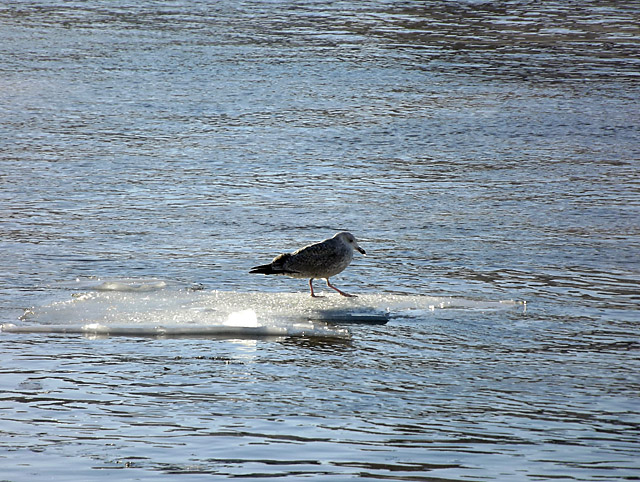 Fil parallèle concours de janvier 2024 : les pieds dans l'eau  - Page 4 Dscf4313