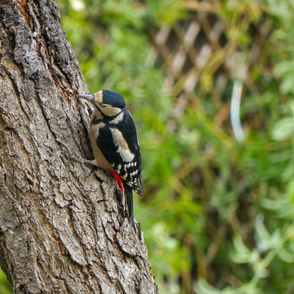 Nouveaux visiteurs dans mon jardin  632eb010