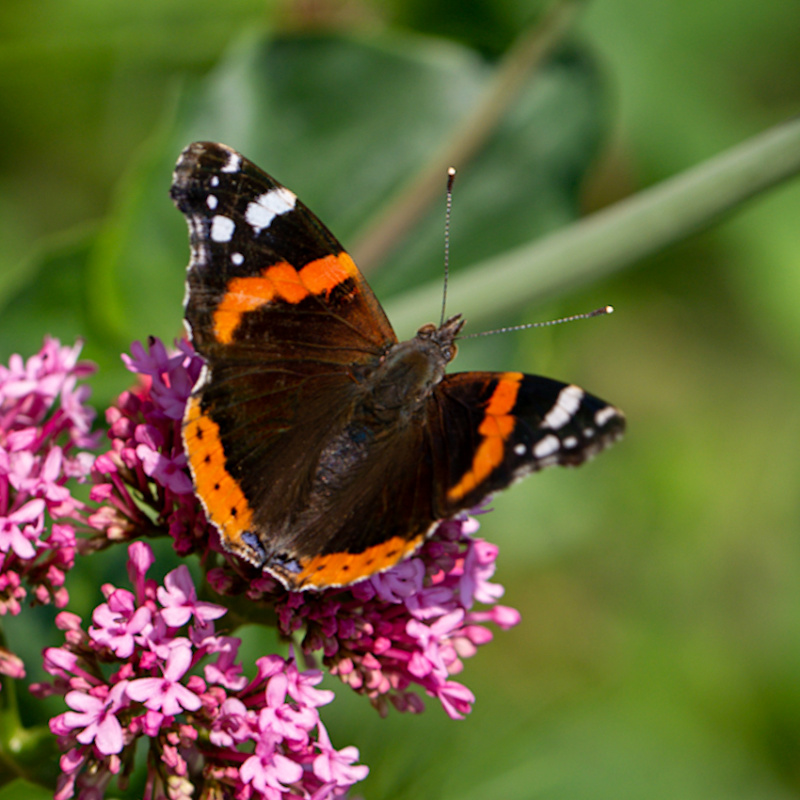 Papillons du jardin  P1450411