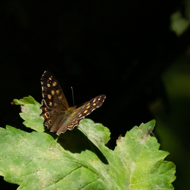 Papillon de mon jardin  P1480510