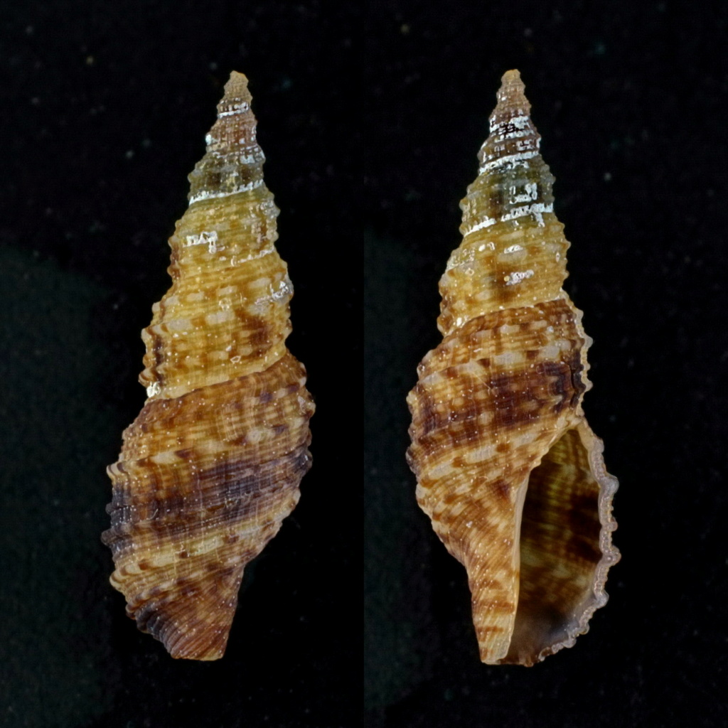 Eucyclotoma cf. hindsii (Reeve, 1843) ?  2747_e11