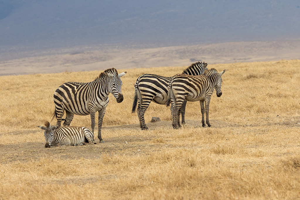 Daniel BOUVIER - Safari photo en Tanzanie - Novembre 2022  4c2a2910