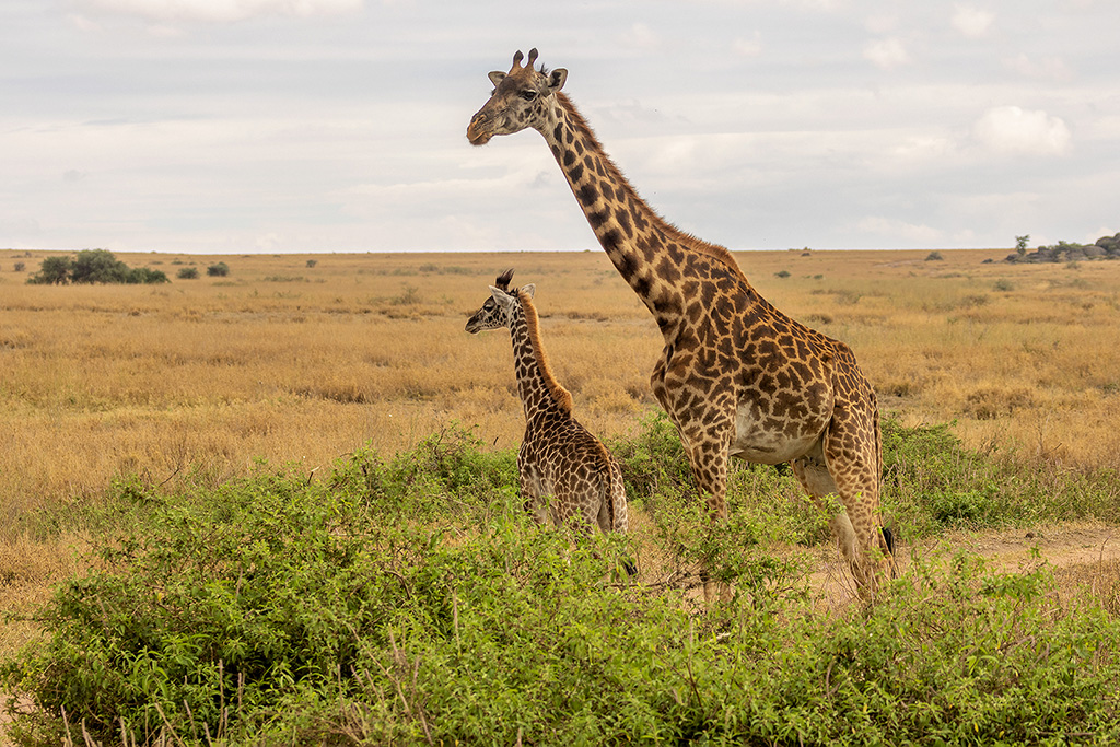 Daniel BOUVIER - Safari photo en Tanzanie - Novembre 2022  4c2a3313