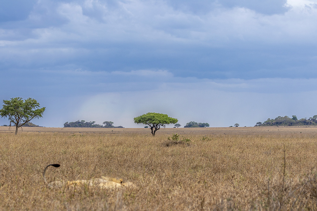 Daniel BOUVIER - Safari photo en Tanzanie - Novembre 2022  4c2a3410