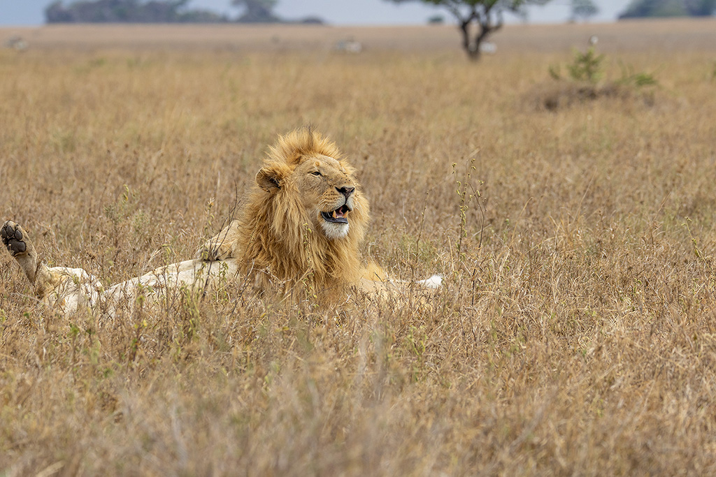 Daniel BOUVIER - Safari photo en Tanzanie - Novembre 2022  4c2a3412