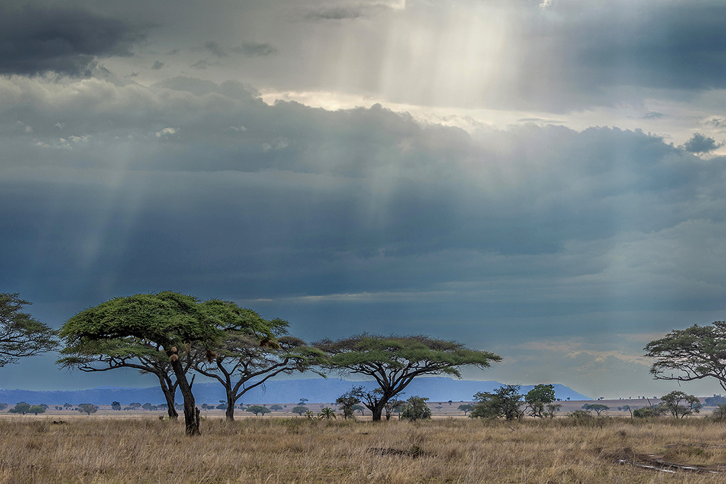 Daniel BOUVIER - Safari photo en Tanzanie - Novembre 2022  4c2a3414