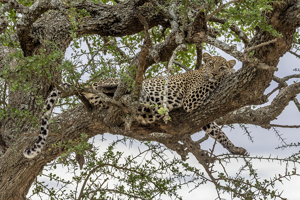 Daniel BOUVIER - Safari photo en Tanzanie - Novembre 2022  4c2a3711