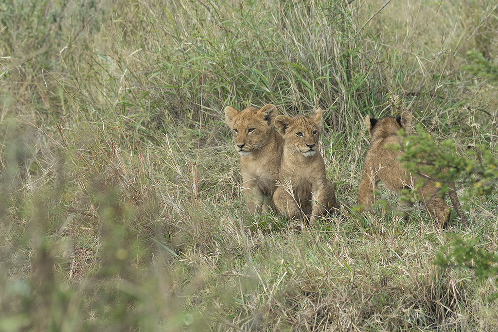 Daniel BOUVIER - Safari photo en Tanzanie - Novembre 2022  4c2a3811