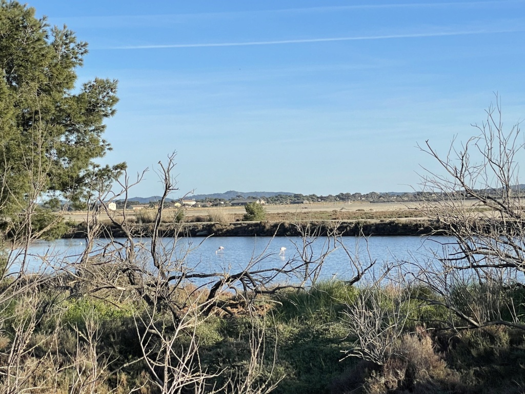 Presqu'île de Giens - Salins des Pesquiers - 15 Mars 2023 Img_2211