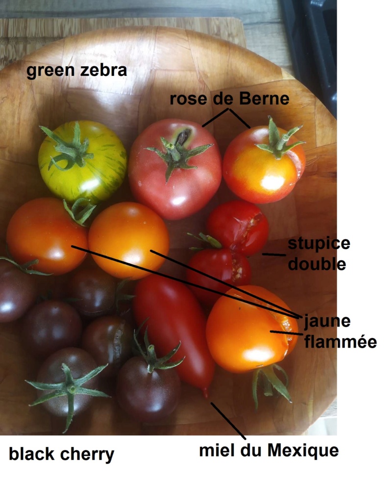 CAMPAGNE - le petit potager du Vexin Normand - Page 4 Tomate10