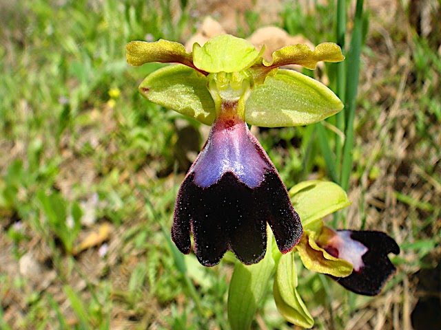 EL RINCÓN MACRERO.- ORQUÍDEAS SILVESTRES - Página 2 Dsc07312