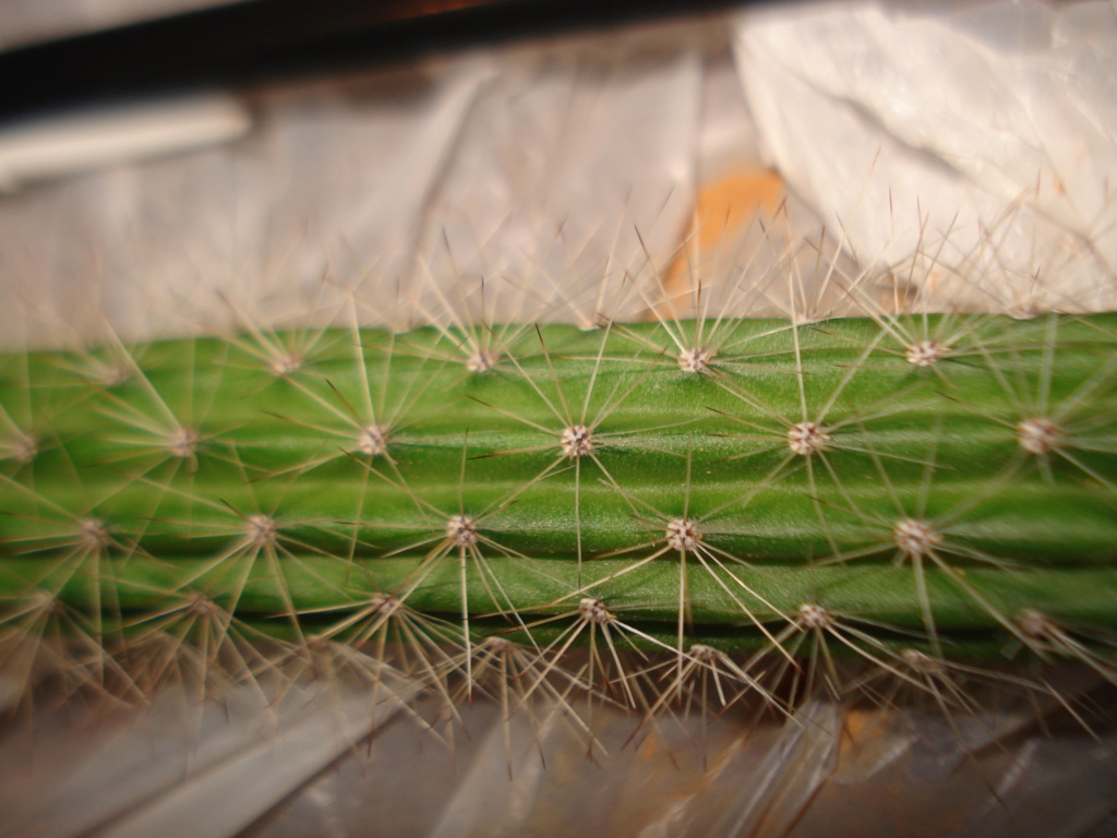 Identificar esqueje de cactus Dsc07611