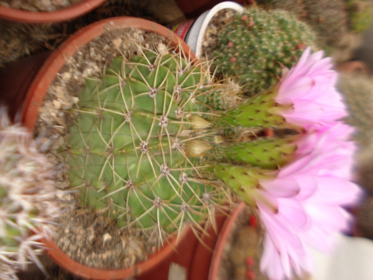 Identificar cactus Echino12