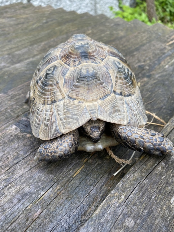 Identification de 4 tortues et conseils - Merci d’avance  Img_8211