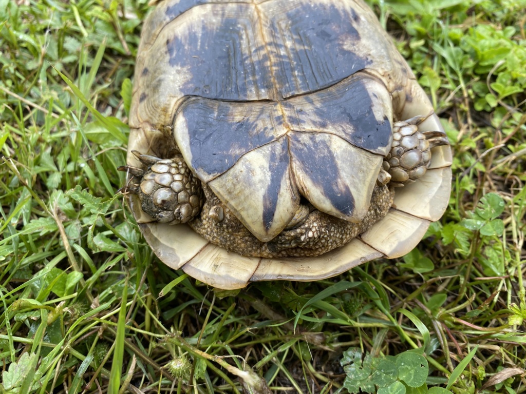 Identification de 4 tortues et conseils - Merci d’avance  Img_8214