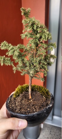 Juniperus rígida seca 20230815