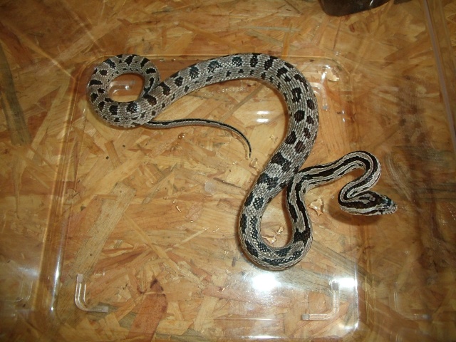 jungle corn snake Gedc0050