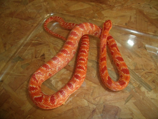 jungle corn snake Gedc0052