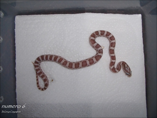 pantherophis guttatus ghost  - Page 2 J1_n6_10