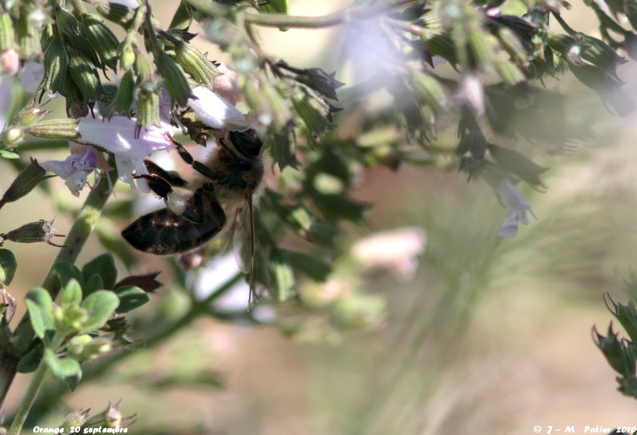 Abeilles en ballade... Insect13