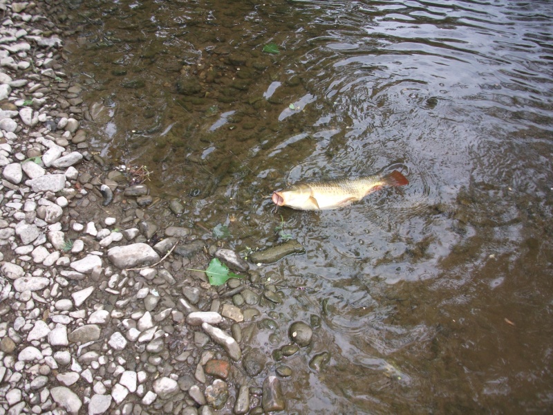 sur la lomme ce 15 mai en wading Photo_40