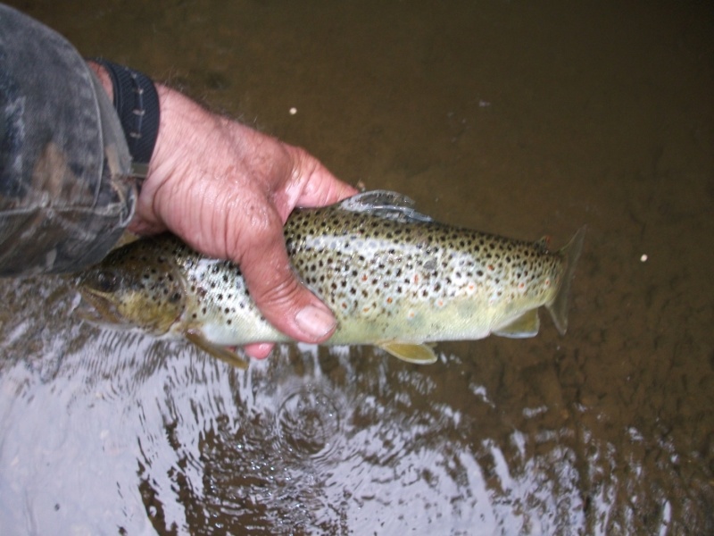 sur la lomme ce 15 mai en wading Photo_42