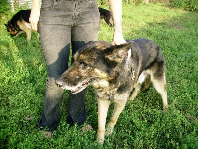 URGENCE -BA DE + 11 ANS MALE-REFUGE DE FILEMON Imgp0024