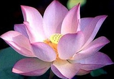Vivre l'Euphorie -lotus10