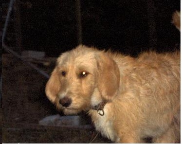 06 - snoopy chien 2 ans trouvé sur la route 2_bmp10