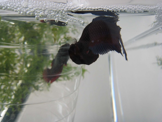 Reproduction de Betta splendens Male_p10