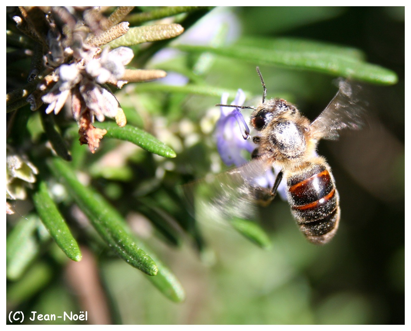 Abeilles en ballade... 02010