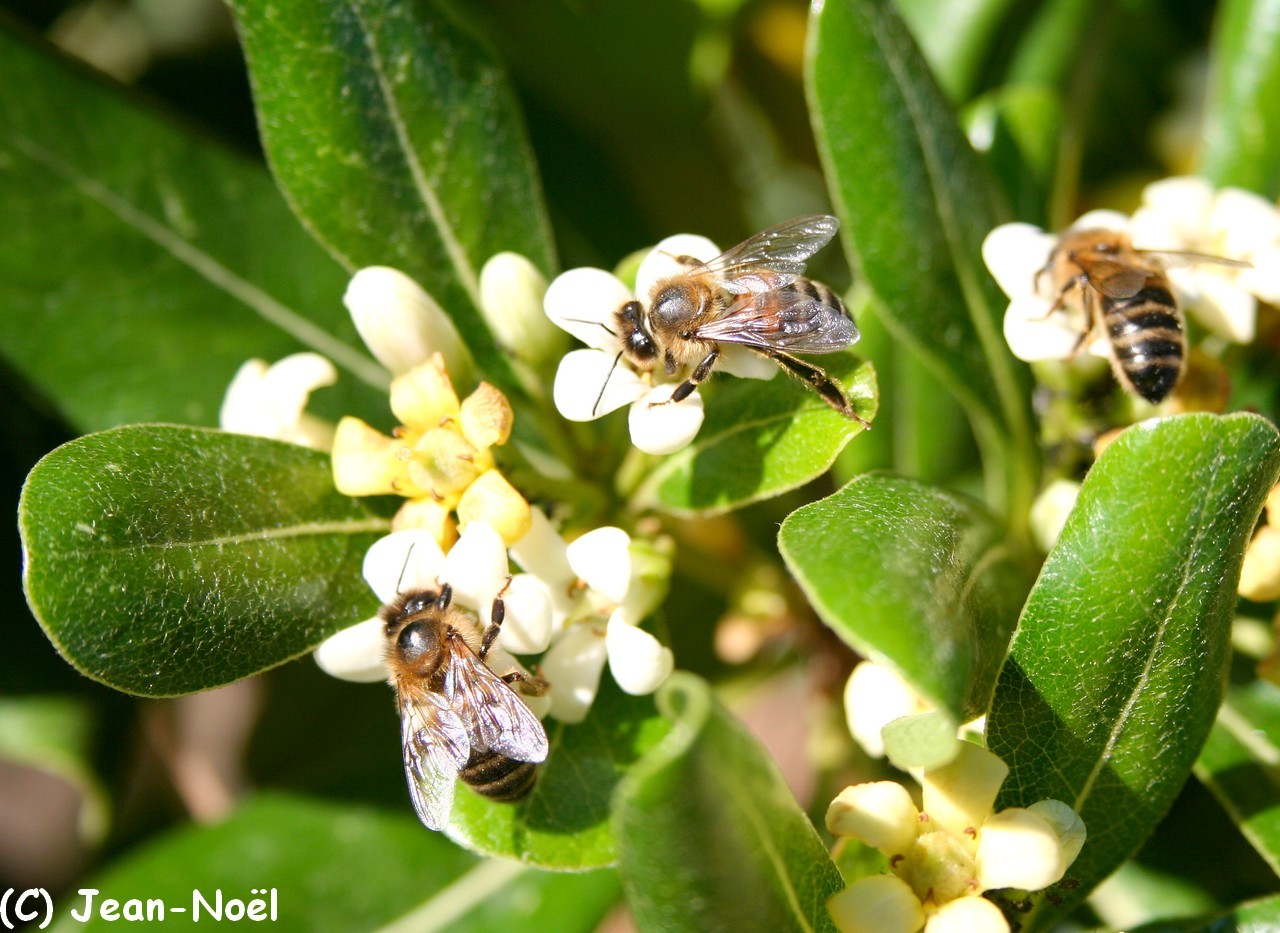 Abeilles en ballade... - Page 2 15410