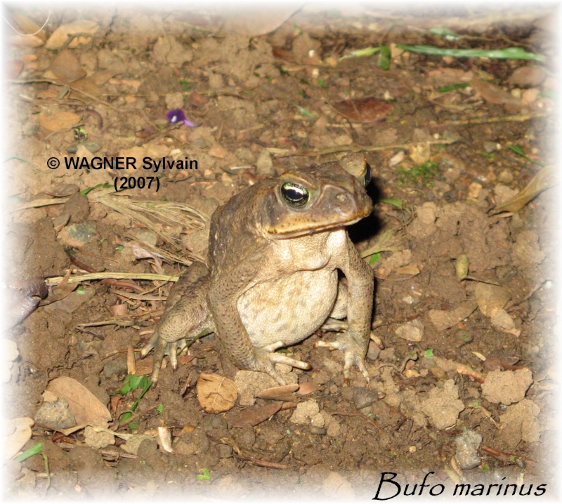 Bufo marinus (Costa Rica) Bufo_m10