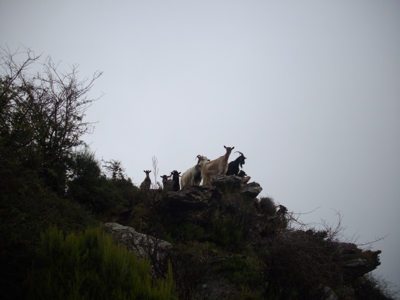 Photos de mes vacances d't 2010 en Corse - partie 2 Imgp5517