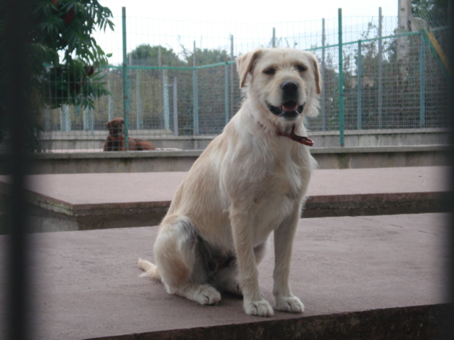 Titine labrador croisée griffon née en 2002 Dsc01627