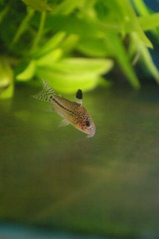 Corydoras Julii Imgp0310