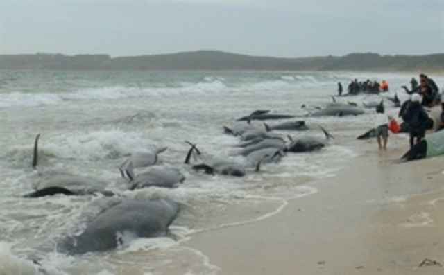 74 baleines échouées en Nouvelle-Zélande 74-bal10