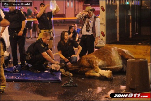 Québec Animaux dénonce: cheval mort d'un coup de chaleur...  Cheval16