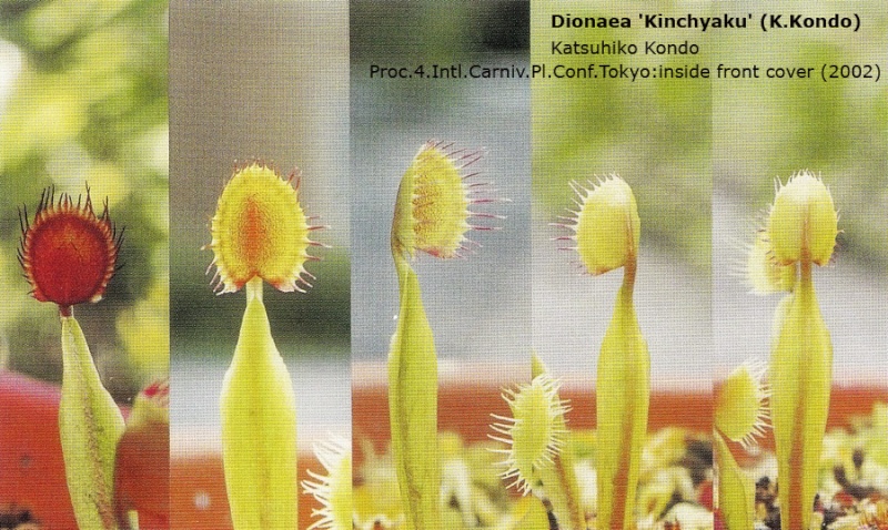 Différence entre Dionaea 'Cup Trap' et Dionaea 'Kinchyaku' Dionae12