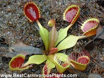 Différence entre Dionaea 'Cup Trap' et Dionaea 'Kinchyaku' Dionae14