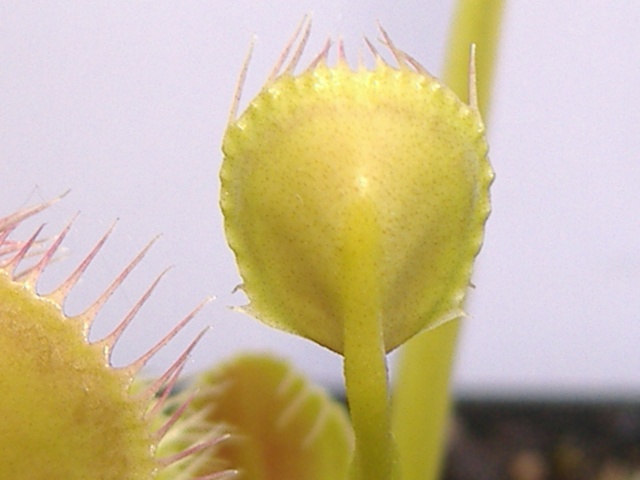 Différence entre Dionaea 'Cup Trap' et Dionaea 'Kinchyaku' Dscf6110