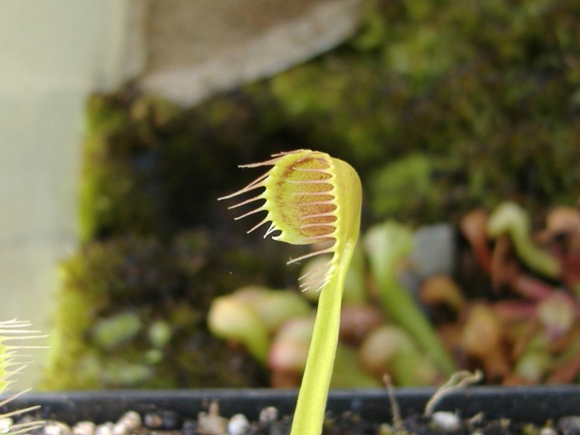 Différence entre Dionaea 'Cup Trap' et Dionaea 'Kinchyaku' Kinch210