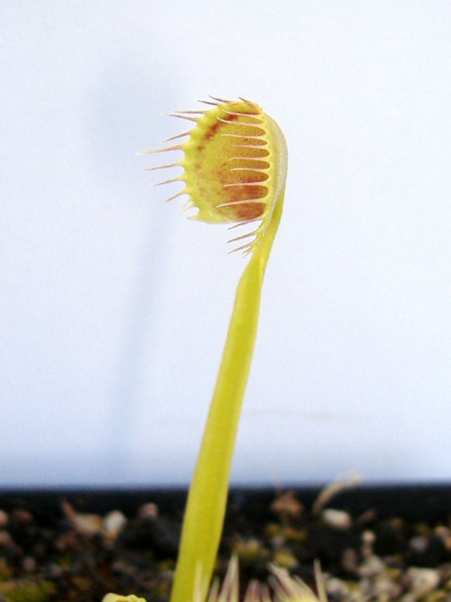 Différence entre Dionaea 'Cup Trap' et Dionaea 'Kinchyaku' Kinch410
