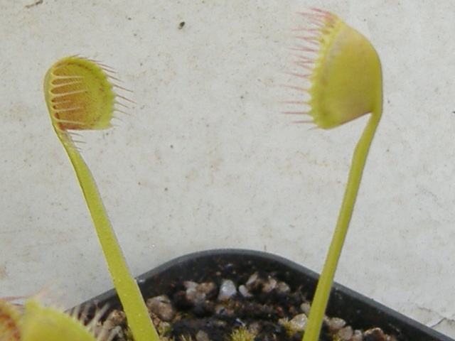 Différence entre Dionaea 'Cup Trap' et Dionaea 'Kinchyaku' Kinch_10