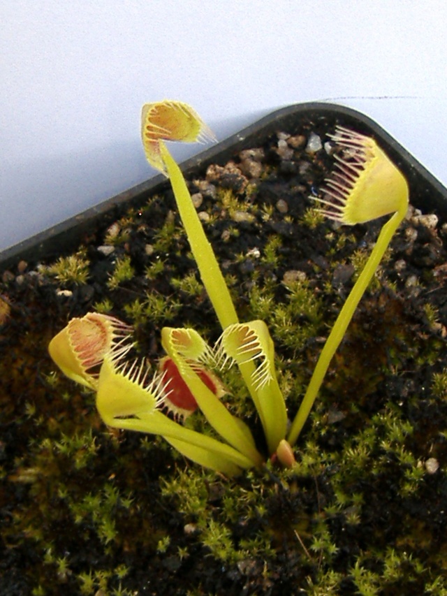 Différence entre Dionaea 'Cup Trap' et Dionaea 'Kinchyaku' Kinch_11