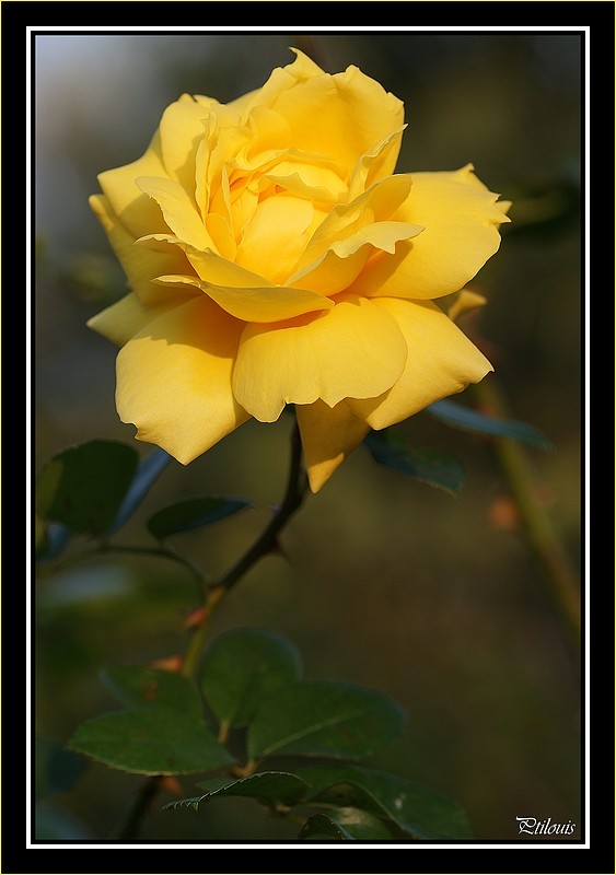 derniere roses du jardin  Dsc02415