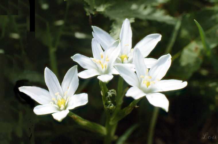 Les fleurs de Bach et le Chemin .... 20020610